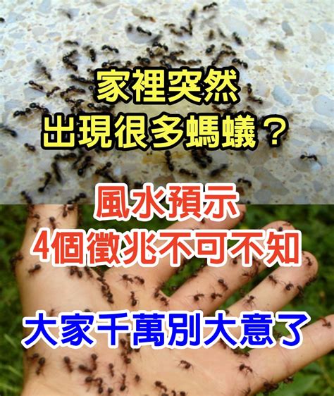 房子很多螞蟻|家中突然出現很多小螞蟻怎麼辦？專家教你五招消滅家中小螞蟻、。